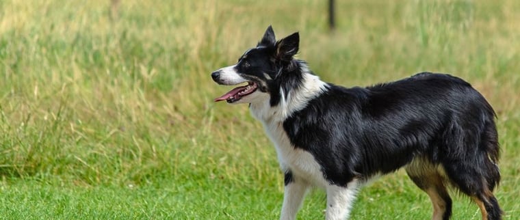 border collie